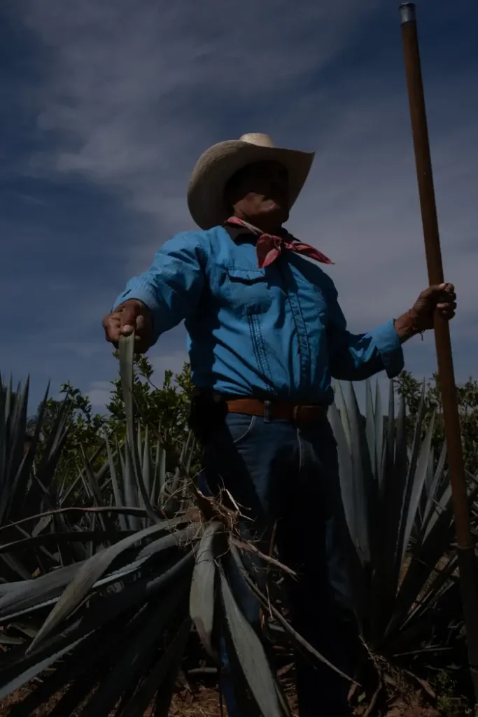 An agave farmer standing in the middle of an agave field and holds his tool to harvest the plant. He wears a blue jeans and shirt and a beige hat.